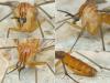 Neoempheria striata